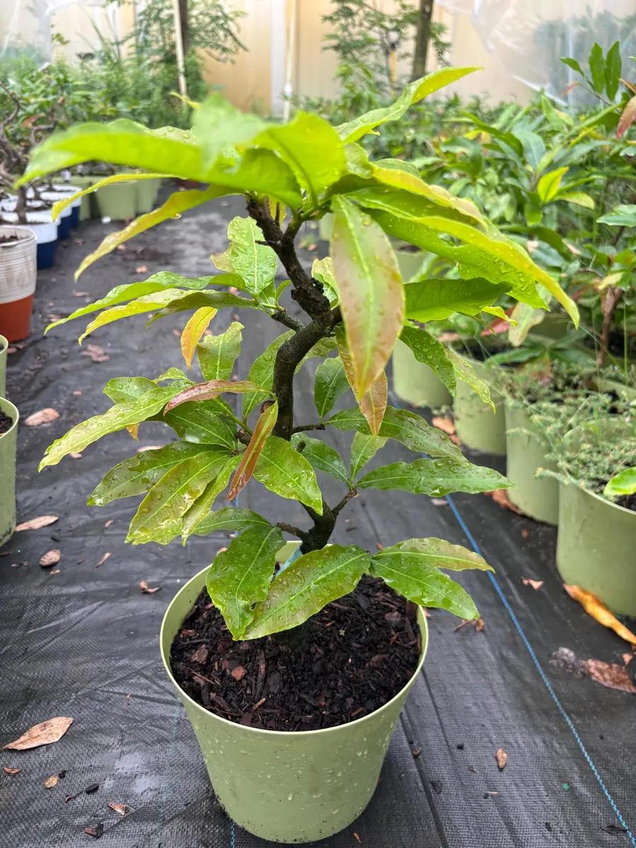 Mai Vang Bonsai Live Plant - 1-2 Feet Tall - 2 Gallon Pot - Indoor/Outdoor - Image 3