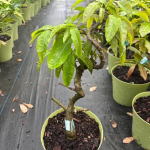 Mai Vang Bonsai Live Plant - 1-2 Feet Tall - 2 Gallon Pot - Indoor/Outdoor - Image 4