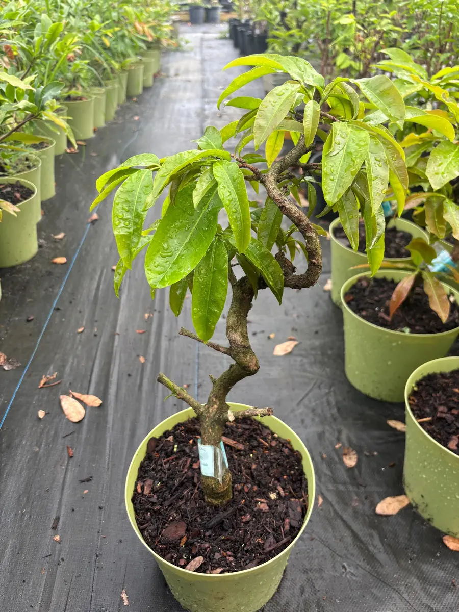 Mai Vang Bonsai Live Plant - 1-2 Feet Tall - 2 Gallon Pot - Indoor/Outdoor - Image 4