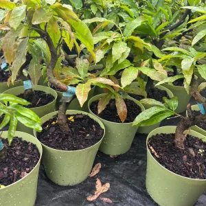 Mai Vang Bonsai Live Plant - 1-2 Feet Tall - 2 Gallon Pot - Indoor/Outdoor - Image 5