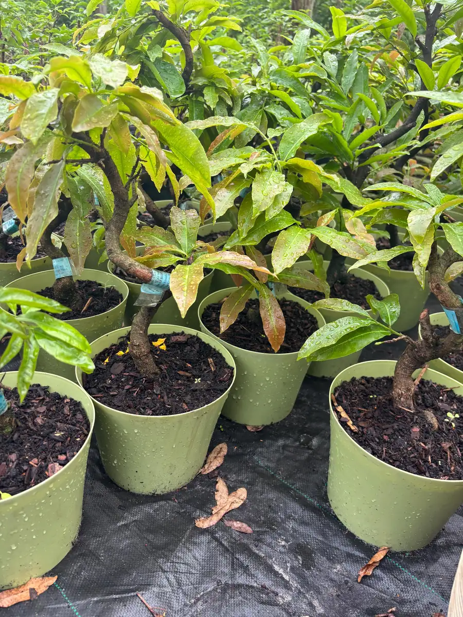 Mai Vang Bonsai Live Plant - 1-2 Feet Tall - 2 Gallon Pot - Indoor/Outdoor - Image 5