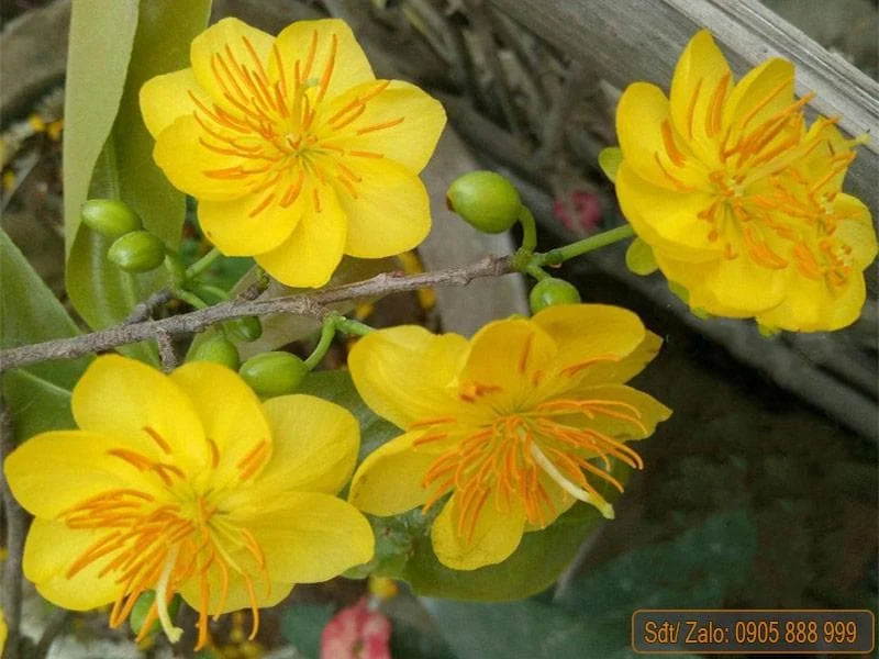 Mai Vang Bonsai Live Plant - 1-2 Feet Tall - 2 Gallon Pot - Indoor/Outdoor - Image 6