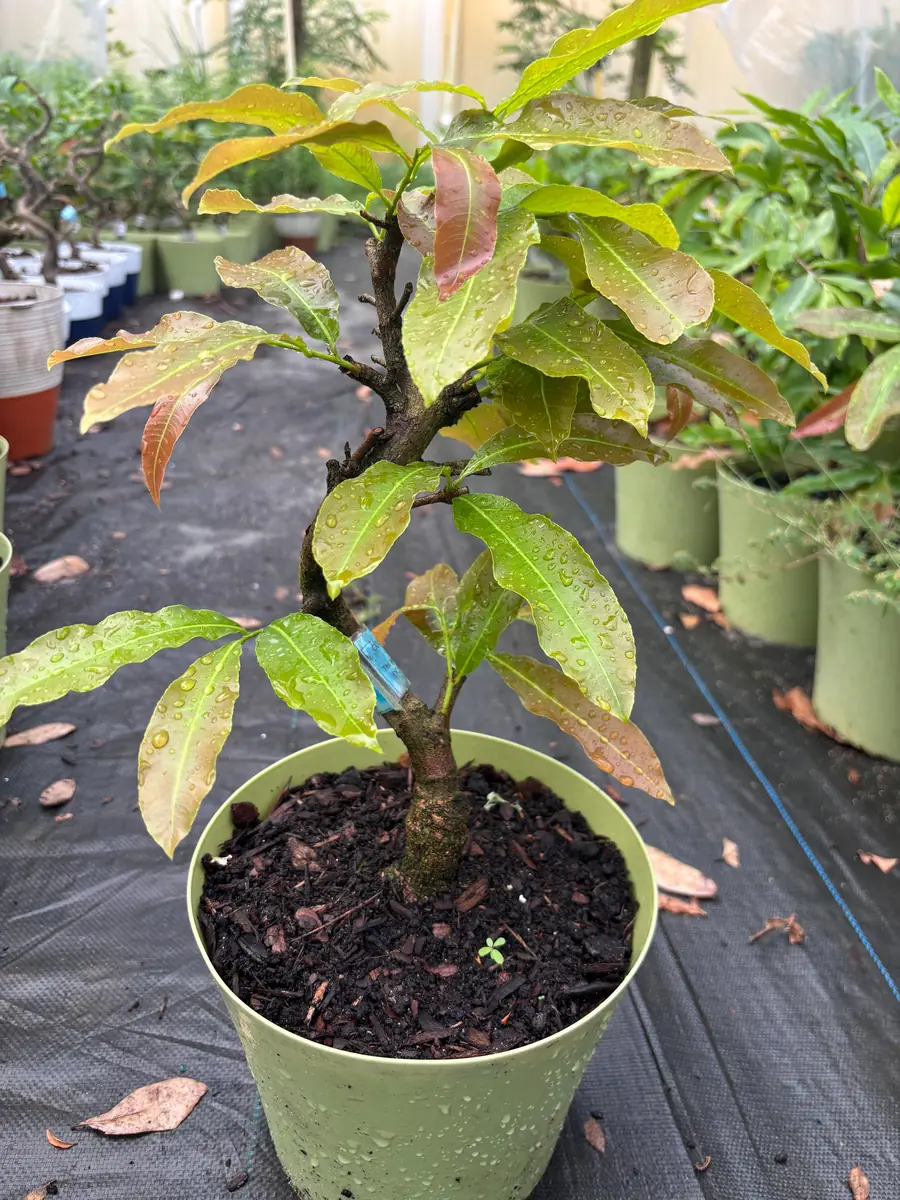 Mai Vang Bonsai Live Plant - 1-2 Feet Tall - 2 Gallon Pot - Indoor/Outdoor - Image 1