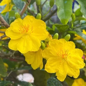 Mai Vang Bonsai Live Plant – Vietnamese Yellow Apricot Tree – 1-2 ft Tall in 2 Gallon Pot - Image 2