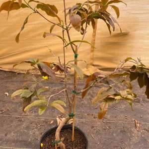 Mai Vang Vietnam Live Plant – 1-2 ft Tall – 3 Gallon Pot – Outdoor Flowering Tree - Image 2