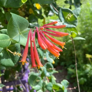 Major Wheeler Honeysuckle Vine Live Plant - Perennial Fragrant - 2.5 inch Pot - Image 2