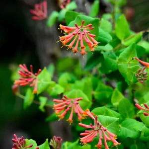 Major Wheeler Honeysuckle Vine Live Plant - Perennial Fragrant - 2.5 inch Pot - Image 3
