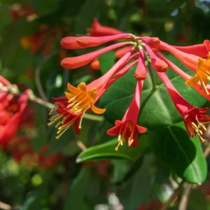 Major Wheeler Honeysuckle Vine Live Plant - Perennial Fragrant - 2.5 inch Pot - Image 1
