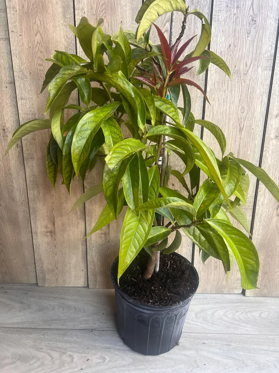 Malay Apple Live Plant – 3 Gallon Pot – Tropical Fruit Tree – Syzygium malaccense - Image 2