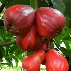 Malay Apple Live Plant – 3 Gallon Pot – Tropical Fruit Tree – Syzygium malaccense - Image 1