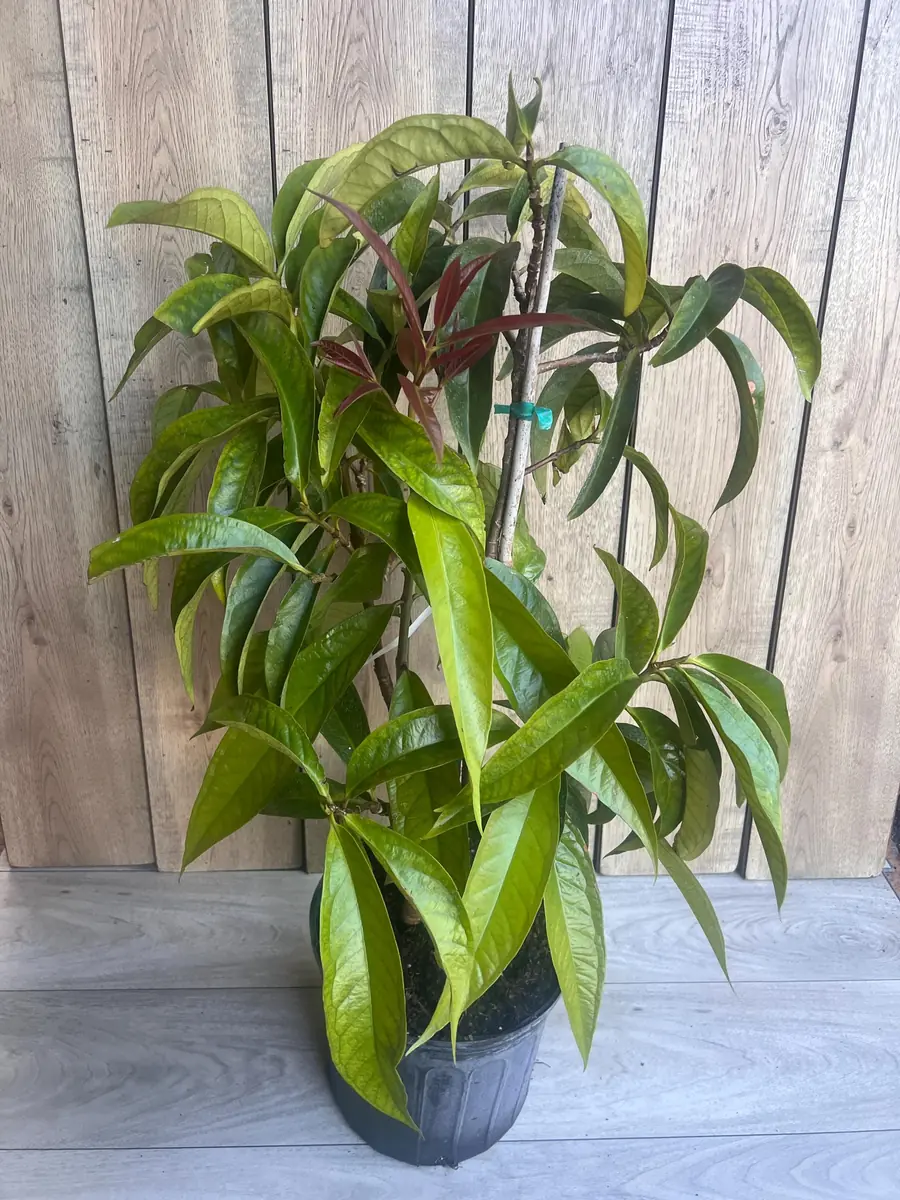 Malay Apple Live Plant – 3 Gallon Pot – Tropical Fruit Tree – Syzygium malaccense - Image 4