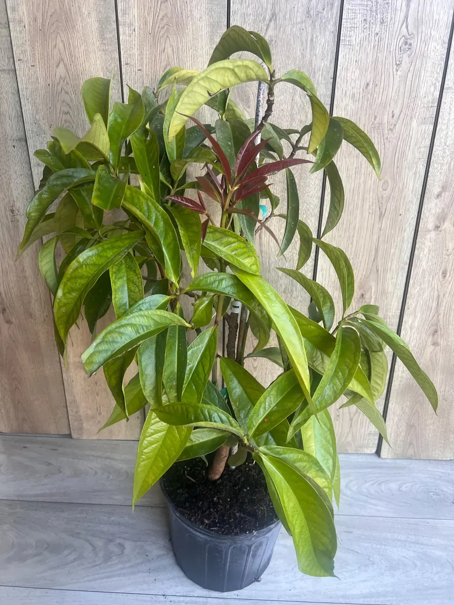 Malay Apple Live Plant – 3 Gallon Pot – Tropical Fruit Tree – Syzygium malaccense - Image 5