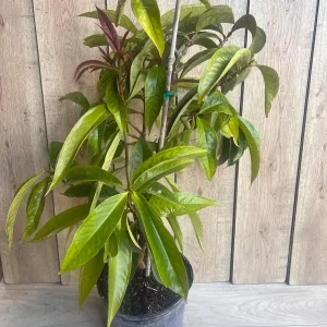 Malay Apple Live Plant – 3 Gallon Pot – Tropical Fruit Tree – Syzygium malaccense - Image 7