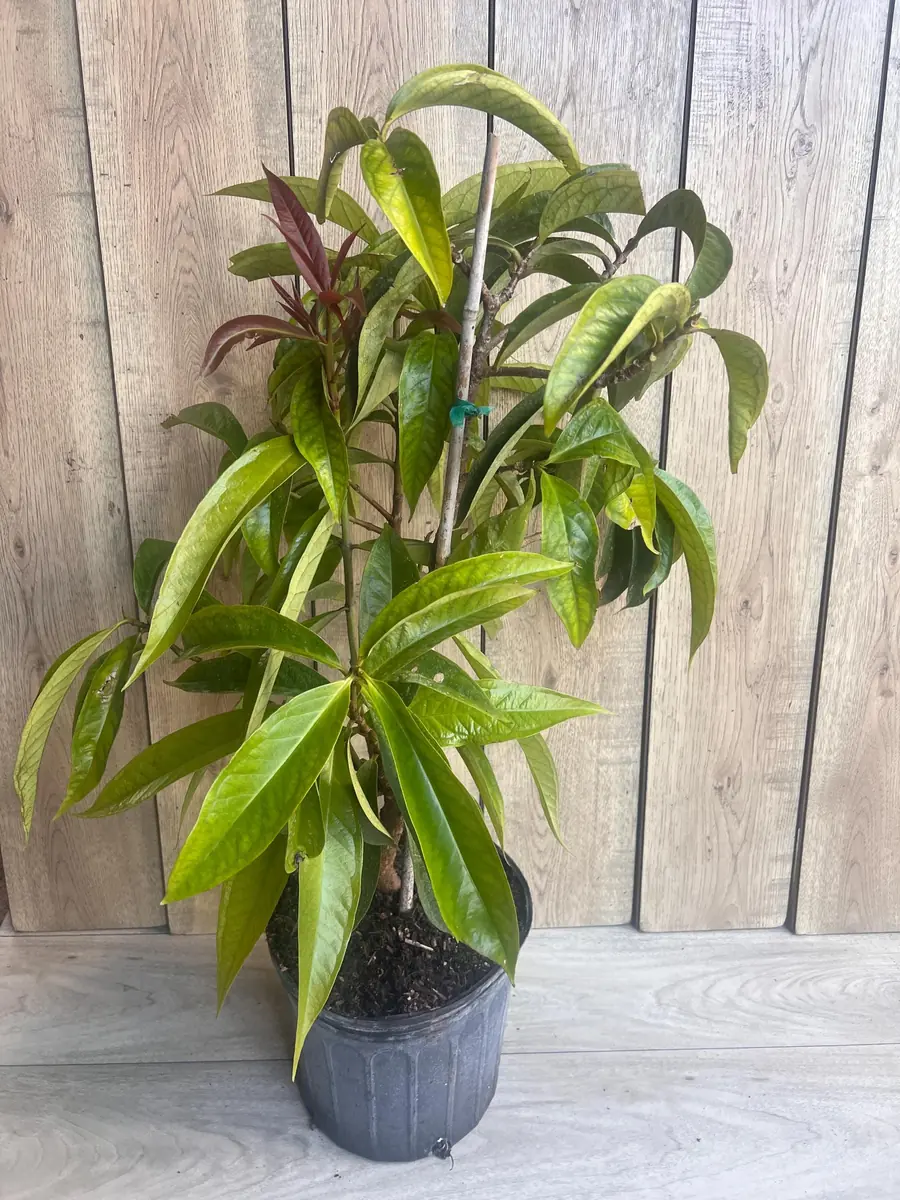 Malay Apple Live Plant – 3 Gallon Pot – Tropical Fruit Tree – Syzygium malaccense - Image 7