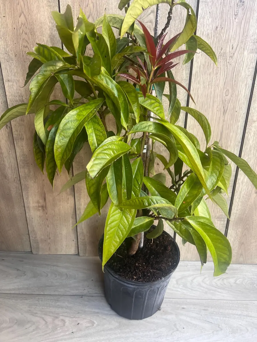 Malay Apple Live Plant – 3 Gallon Pot – Tropical Fruit Tree – Syzygium malaccense - Image 8