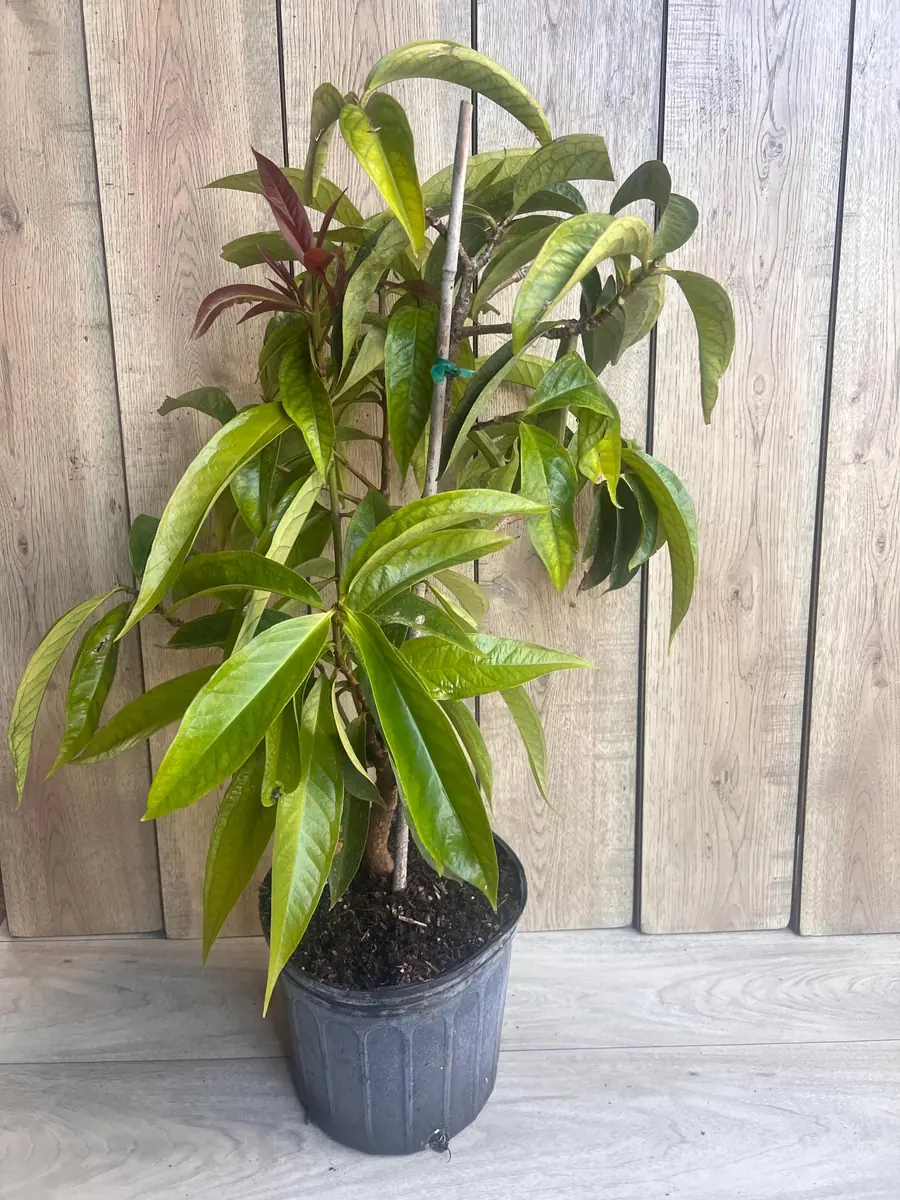 Malay Apple Live Plant – 3 Gallon Pot – Tropical Fruit Tree – Syzygium malaccense - Image 9