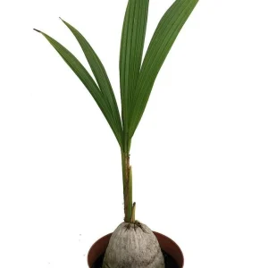 Malayan Dwarf Coconut Palm Live Plant – Cocos nucifera – 6 inch Pot – Tropical Indoor/Outdoor - Image 1