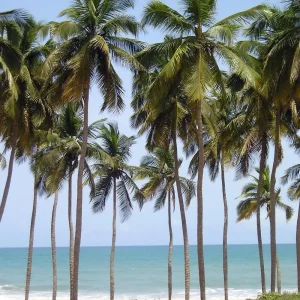 Malayan Dwarf Coconut Palm Live Plant – Cocos nucifera – 6 inch Pot – Tropical Indoor/Outdoor - Image 4