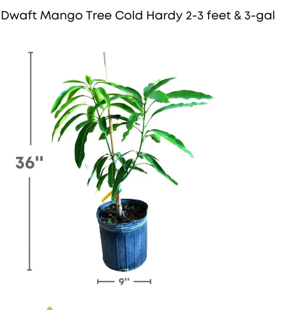 Malika Dwarf Mango Tree Grafted Live Plant - Cold Hardy, 3 Gallon Pot, 3-4 Feet Tall - Image 2