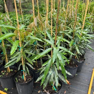 Mallika Mango Tree - Live Plant, 3 Gallon Grafted, 2 Feet Tall - Image 2