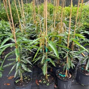 Mallika Mango Tree - Live Plant, 3 Gallon Grafted, 2 Feet Tall - Image 3