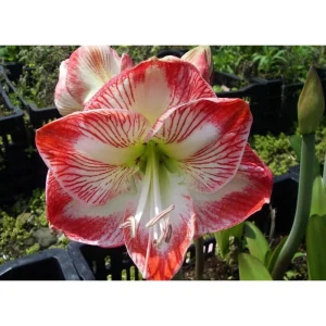 Mambo Giant Dutch Amaryllis Bulb - 34/36 cm - Red & White Stripes - 1 Bulb - Image 2