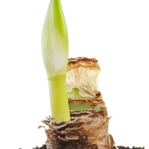 Mambo Giant Dutch Amaryllis Bulb - 34/36 cm - Red & White Stripes - 1 Bulb - Image 4