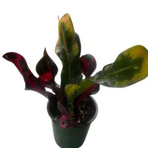 Mamey Croton Live Plant – 4 inch Pot – Colorful Indoor Houseplant - Image 2