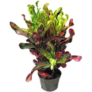 Mamey Croton Live Plant – 4 inch Pot – Colorful Indoor Houseplant - Image 3