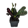 Mamey Croton Live Plant – Colorful Houseplant – 3 inch Pot - Image 1