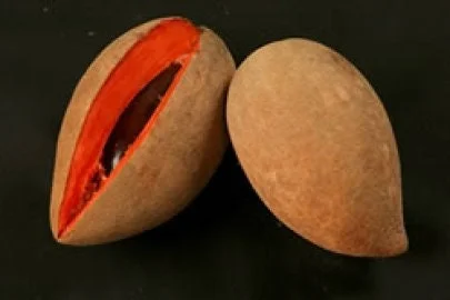 Mamey Grafted Tree Live Plant – 1-2 ft Tall – Ships in 3 Gallon Pot - Image 1