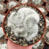 Mammillaria Baumii Crest Live Plant - Rare White Brain Cactus in 4"-6" Pot - Image 1