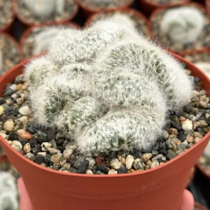 Mammillaria Baumii Crest Live Plant - Rare White Brain Cactus in 4