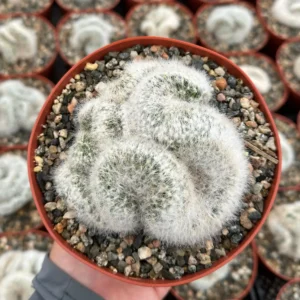 Mammillaria Baumii Crest Live Plant - Rare White Brain Cactus in 4
