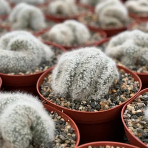 Mammillaria Baumii Crest Live Plant - Rare White Brain Cactus in 4