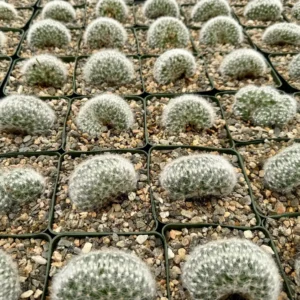 Mammillaria Baumii Crest Live Plant - Rare White Brain Cactus in 4