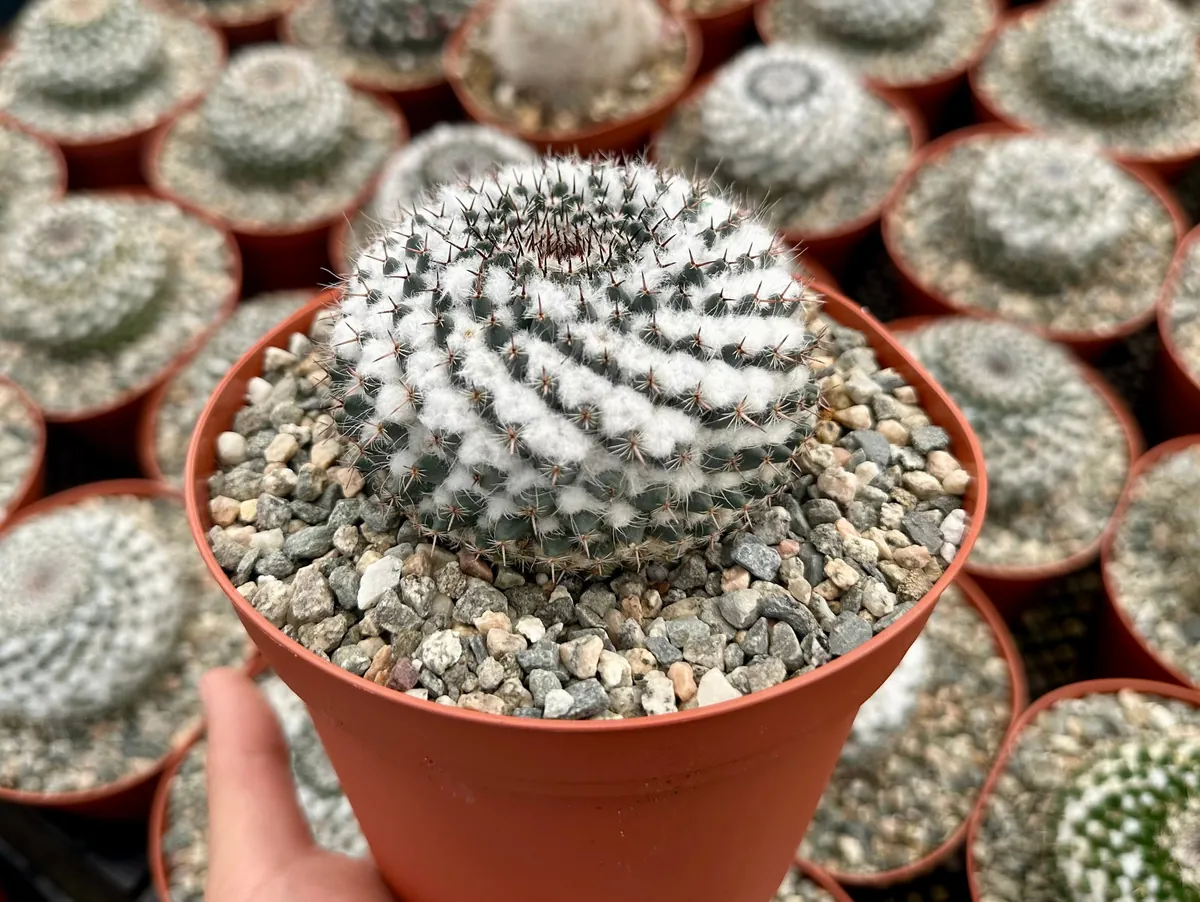 Mammillaria Chionocephala Snowball Cactus Live Plant – Powder Puff Cactus – 4 inch Pot – Indoor/Outdoor - Image 2