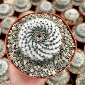 Mammillaria Chionocephala Snowball Cactus Live Plant – Powder Puff Cactus – 4 inch Pot – Indoor/Outdoor - Image 1