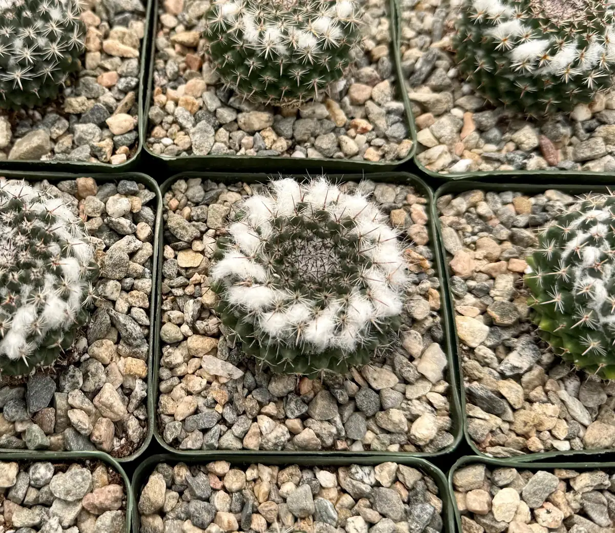 Mammillaria Chionocephala Snowball Cactus Live Plant – Powder Puff Cactus – 4 inch Pot – Indoor/Outdoor - Image 5