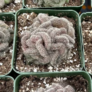 Mammillaria Cristata Brain Cactus Live Plant – Unique Crested Succulent – 4 Inch Pot - Image 2
