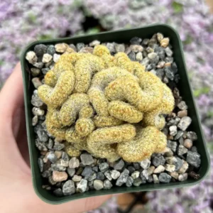 Mammillaria Cristata Brain Cactus Live Plant – Unique Crested Succulent – 4 Inch Pot - Image 1
