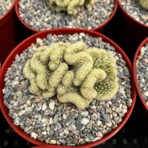 Mammillaria Cristata Brain Cactus Live Plant – Unique Crested Succulent – 4 Inch Pot - Image 5