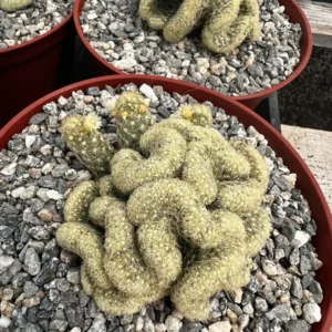 Mammillaria Cristata Brain Cactus Live Plant – Unique Crested Succulent – 4 Inch Pot - Image 6