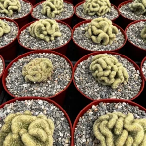 Mammillaria Cristata Brain Cactus Live Plant – Unique Crested Succulent – 4 Inch Pot - Image 7