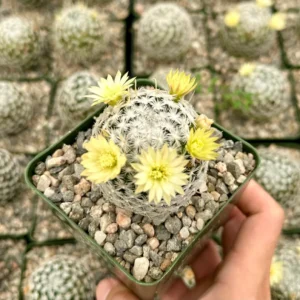 Mammillaria Duwei Cactus – Rare Live Plant – 4 inch Pot – Indoor/Outdoor Succulent - Image 3