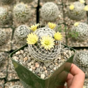 Mammillaria Duwei Cactus – Rare Live Plant – 4 inch Pot – Indoor/Outdoor Succulent - Image 1