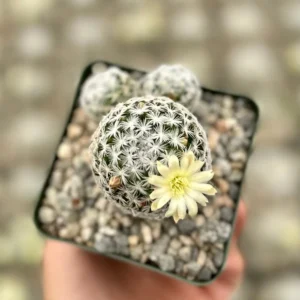 Mammillaria Duwei Cactus – Rare Live Plant – 4 inch Pot – Indoor/Outdoor Succulent - Image 4