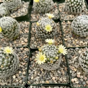Mammillaria Duwei Cactus – Rare Live Plant – 4 inch Pot – Indoor/Outdoor Succulent - Image 5