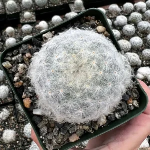Mammillaria Plumosa Feather Cactus – Live Plant – 3.5 inch Pot – Indoor - Image 2