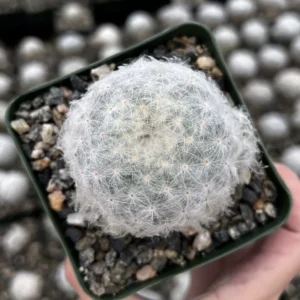 Mammillaria Plumosa Feather Cactus – Live Plant – 3.5 inch Pot – Indoor - Image 3
